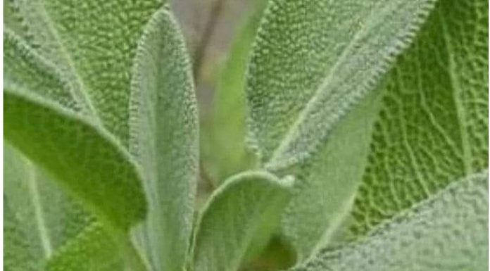 Bog se brine za sve: Ovo je jedna od najljekovitijih biljaka na svijetu, a mi to i ne primjećujemo!