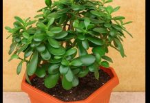 Drvo novca: Kako krasula može doneti pozitivnu energiju i obilje u vaš dom