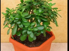 Drvo novca: Kako krasula može doneti pozitivnu energiju i obilje u vaš dom