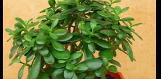 Drvo novca: Kako krasula može doneti pozitivnu energiju i obilje u vaš dom