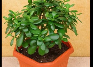 Drvo novca: Kako krasula može doneti pozitivnu energiju i obilje u vaš dom