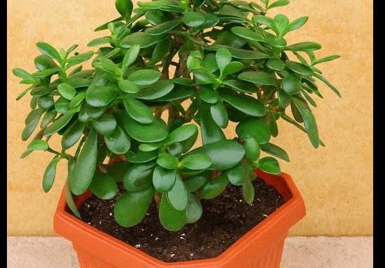 Drvo novca: Kako krasula može doneti pozitivnu energiju i obilje u vaš dom