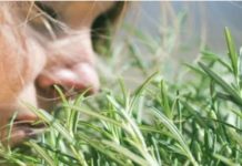 TRAVARI SE KUNU U NJENU MOĆ: Najmoćnija biljka za srce, krvne sudove, nadbubrežne žlijezde i zglobove