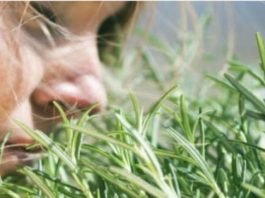 TRAVARI SE KUNU U NJENU MOĆ: Najmoćnija biljka za srce, krvne sudove, nadbubrežne žlijezde i zglobove