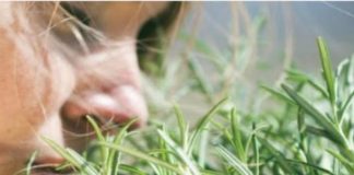 TRAVARI SE KUNU U NJENU MOĆ: Najmoćnija biljka za srce, krvne sudove, nadbubrežne žlijezde i zglobove