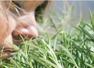 TRAVARI SE KUNU U NJENU MOĆ: Najmoćnija biljka za srce, krvne sudove, nadbubrežne žlijezde i zglobove