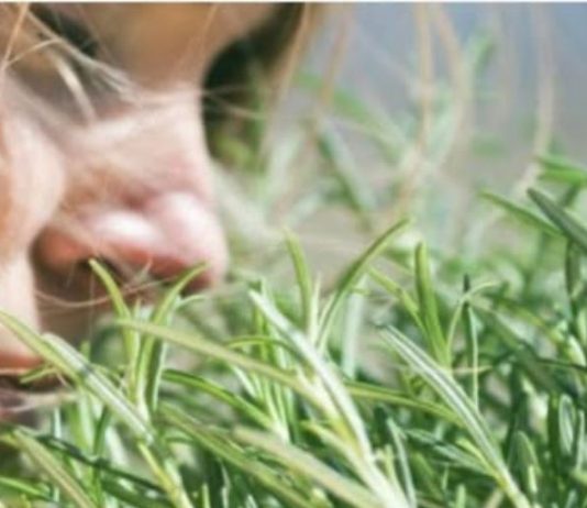 TRAVARI SE KUNU U NJENU MOĆ: Najmoćnija biljka za srce, krvne sudove, nadbubrežne žlijezde i zglobove