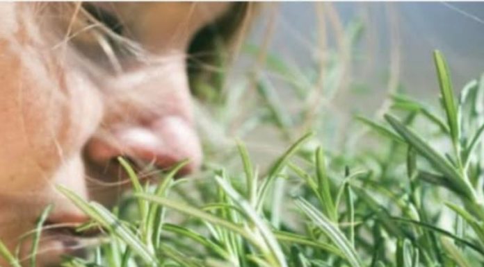 TRAVARI SE KUNU U NJENU MOĆ: Najmoćnija biljka za srce, krvne sudove, nadbubrežne žlijezde i zglobove