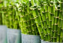 Obavezno ih unesite u svoj dom u Novoj godini: Ove tri magične biljke privlače ljubav, novac i sreću