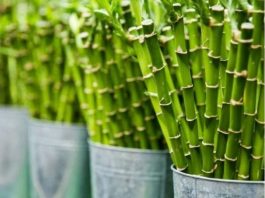 Obavezno ih unesite u svoj dom u Novoj godini: Ove tri magične biljke privlače ljubav, novac i sreću