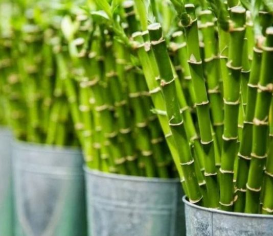 Obavezno ih unesite u svoj dom u Novoj godini: Ove tri magične biljke privlače ljubav, novac i sreću