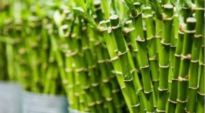 Obavezno ih unesite u svoj dom u Novoj godini: Ove tri magične biljke privlače ljubav, novac i sreću