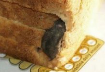 “Tajna u Hlebu: Šok koji je Zgrozio Porodični Doručak”