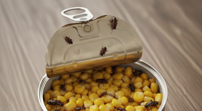 Konzerva kukuruza s nepozvanim gostima: Prava horor priča iz kuhinje.