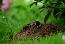 Krtice bježe za 1 minut! Prirodne metode