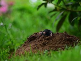Krtice bježe za 1 minut! Prirodne metode
