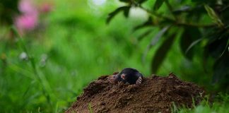 Krtice bježe za 1 minut! Prirodne metode