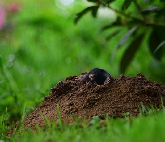Krtice bježe za 1 minut! Prirodne metode