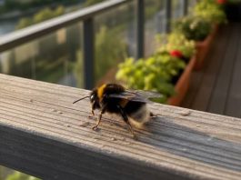 Ako vam se pčela zadržava oko kuće to nikako nije slučajno: Evo šta to govori o vašem domu