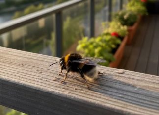 Ako vam se pčela zadržava oko kuće to nikako nije slučajno: Evo šta to govori o vašem domu