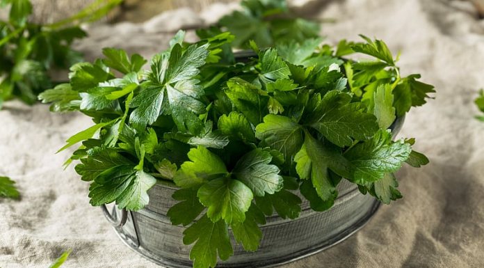 PERŠUN – Tajna kuhara kako da traje mjesecima: Više ne trune