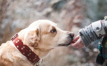 Šta znači ako vam pas liže ruku: Mnogi misle da tako iskazuje ljubav, ali to je velika greška , evo šta time poručuje