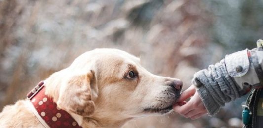 Šta znači ako vam pas liže ruku: Mnogi misle da tako iskazuje ljubav, ali to je velika greška , evo šta time poručuje