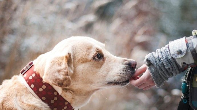 Šta znači ako vam pas liže ruku: Mnogi misle da tako iskazuje ljubav, ali to je velika greška , evo šta time poručuje