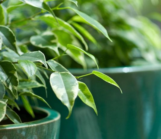 Ova klasična biljka je proglašena za broj 1 u 2026.: Pročišćava vazduh, smanjenje stres i ima je u svim bojama i oblicima – ako je već nemate, nabavite je odmah