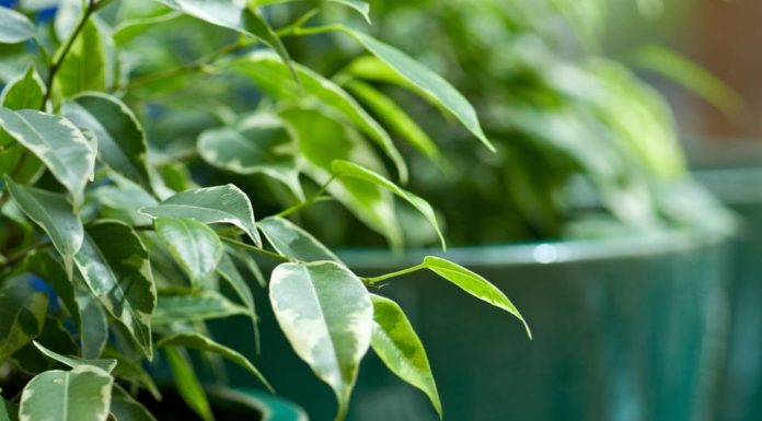 Ova klasična biljka je proglašena za broj 1 u 2026.: Pročišćava vazduh, smanjenje stres i ima je u svim bojama i oblicima – ako je već nemate, nabavite je odmah