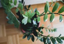 Kako da zamija privuče novac u Novoj godine? Trik je u jednoj mahunarki, od nje buja biljka koja donosi pare