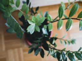 Kako da zamija privuče novac u Novoj godine? Trik je u jednoj mahunarki, od nje buja biljka koja donosi pare