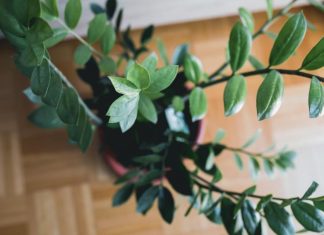 Kako da zamija privuče novac u Novoj godine? Trik je u jednoj mahunarki, od nje buja biljka koja donosi pare