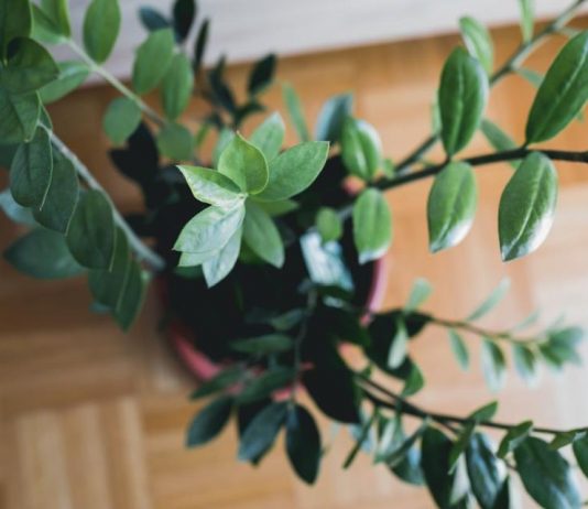 Kako da zamija privuče novac u Novoj godine? Trik je u jednoj mahunarki, od nje buja biljka koja donosi pare