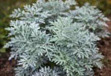 LiječI nesanicu, kurje očI I “smrt” je za gljivice I bakterije: napravite čaj ili kupku od moćne biljke u koju se I ljekari kunu