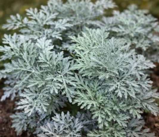 LiječI nesanicu, kurje očI I “smrt” je za gljivice I bakterije: napravite čaj ili kupku od moćne biljke u koju se I ljekari kunu