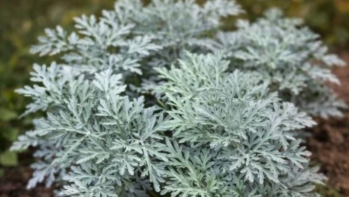 LiječI nesanicu, kurje očI I “smrt” je za gljivice I bakterije: napravite čaj ili kupku od moćne biljke u koju se I ljekari kunu