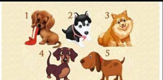 Test: zaželite jednu želju I odaberite štene – saznajte hoće li se vaša želja ostvariti!