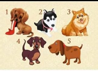 Test: zaželite jednu želju I odaberite štene – saznajte hoće li se vaša želja ostvariti!