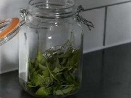 ČAJ OD OVE BILJKE SE PIJE PRED SPAVANJE: Uspavaće vas kao malu bebu i obrisati nervozu u sekundi – morate probati