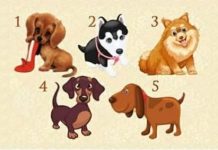 TEST: Zaželite jednu želju i odaberite štene – Saznajte hoće li se vaša želja ostvariti!