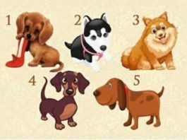 TEST: Zaželite jednu želju i odaberite štene – Saznajte hoće li se vaša želja ostvariti!