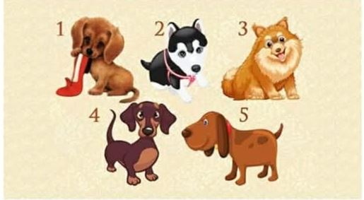 TEST: Zaželite jednu želju i odaberite štene – Saznajte hoće li se vaša želja ostvariti!