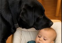 Mali dječak i pas koji ga nije napustio: priča koja je rasplakala svijet..