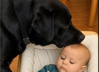 Mali dječak i pas koji ga nije napustio: priča koja je rasplakala svijet..