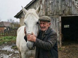 Čika Stanoje je prodao konja misleći da ga šalje u smrt – pet godina kasnije sudbina mu je vratila ono što je najviše volio