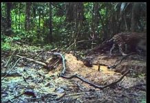 Postavio je skrivenu kameru u srcu Amazona i otkrio svijet koji rijetki imaju priliku vidjeti