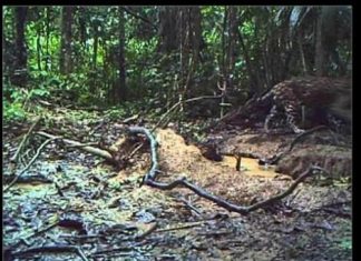 Postavio je skrivenu kameru u srcu Amazona i otkrio svijet koji rijetki imaju priliku vidjeti