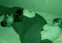 Tihi čuvari: Kako su moje mačke spasle moj život bez reči….