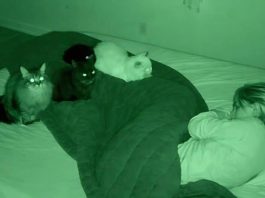 Tihi čuvari: Kako su moje mačke spasle moj život bez reči….